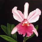 Cattleya 3