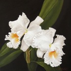 Cattleya Bianca