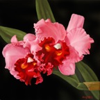 Cattleya Rosa