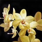 Phalenopsis Gialla