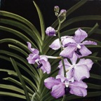 Vanda Caerulea 2