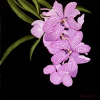 Vanda Caerulea 3