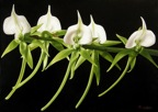 Angraecum